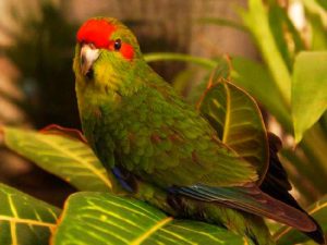 Новозеландский попугай