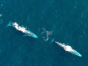 Общение китов