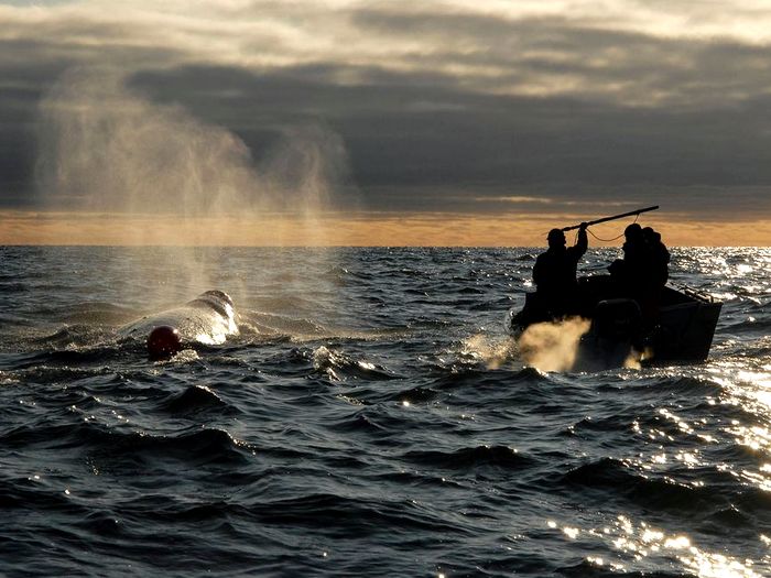 охота эскимосов на кита