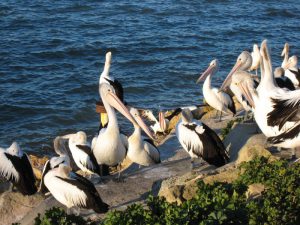 Пеликаны из бухты Пеликанов