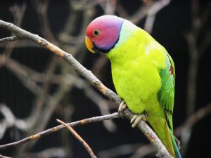 Ожереловый попугай фото