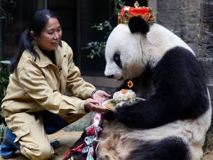 Королевская панда фото