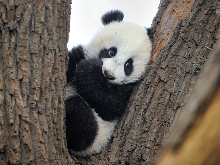 Дерево - дом панды