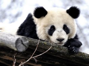 Медлительная панда