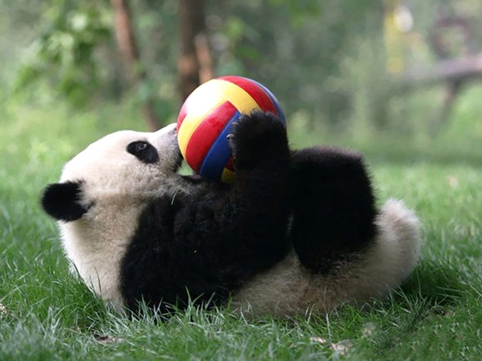 Игривая панда