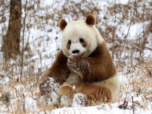 Панда в снегу фото