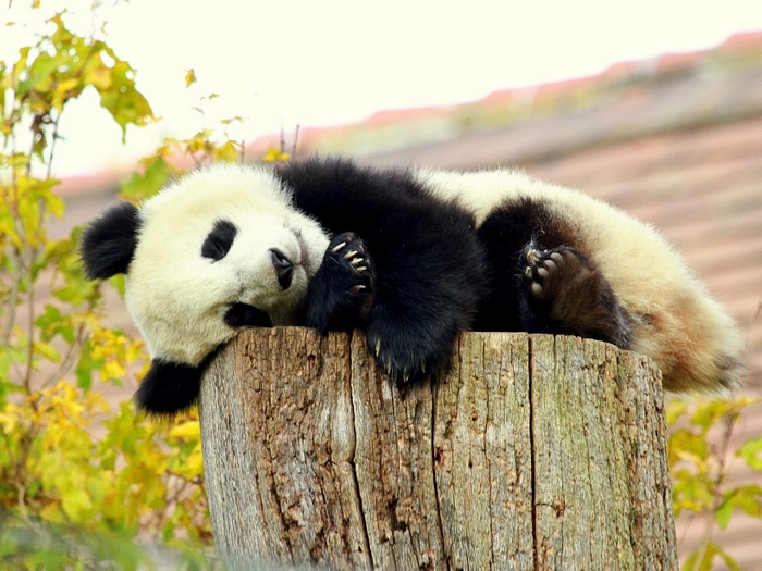 Как спят панды