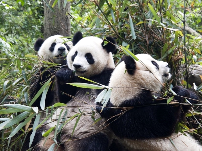 Дружелюбные панды
