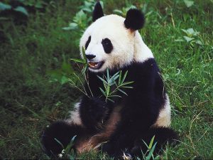 Забавная панда фото