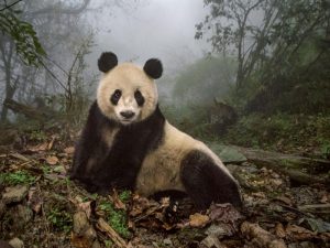 Панда в лесу фото