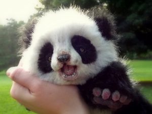 Детеныш панды на руках фото