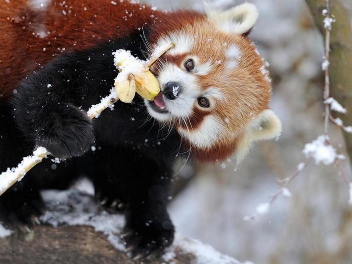 Как ест панда