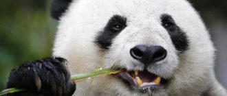 Интересные факты о пандах. 12 фактов о панде