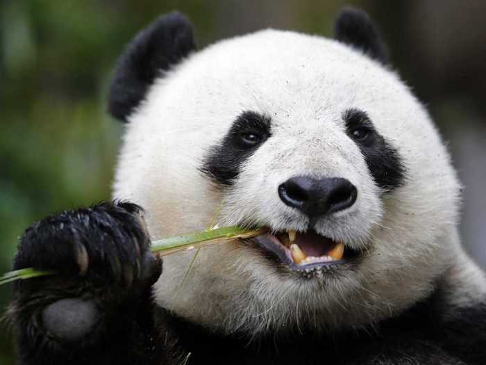 Интересные факты о пандах. 12 фактов о панде