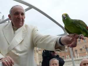 Папский петух