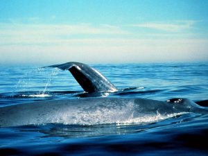 Пара голубых китов