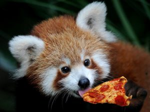 Пицца для панды