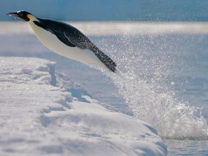 Императорский пингвин фото