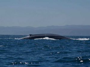 Плавник голубого кита