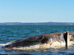Погибший кит фото