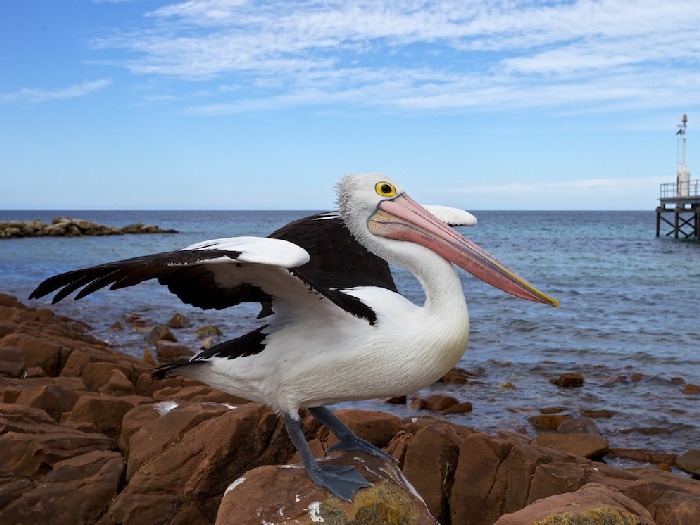 Фауна Австралии Птицы острова Кенгуру