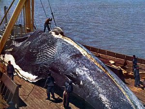 Разделка синего кита фото