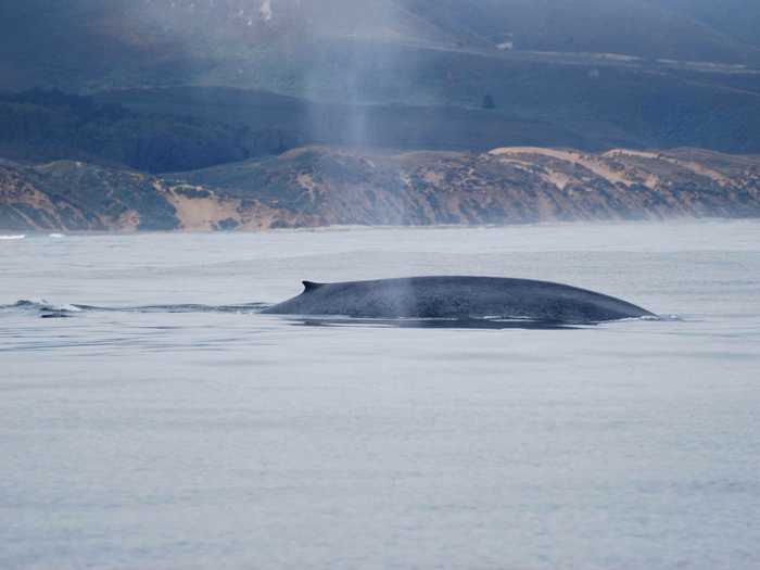 Размеры синего кита
