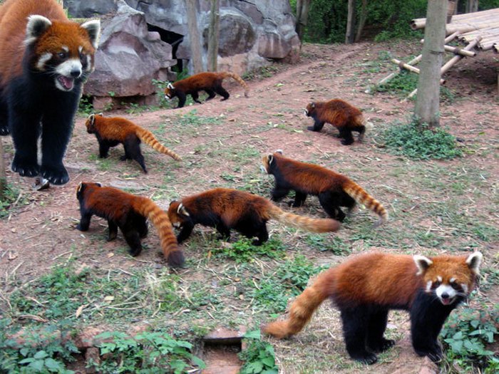 Детский сад для панды