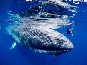 Рядом с синим китом