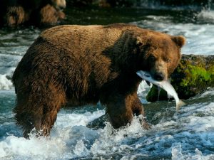 Рыбный день у медведя фото