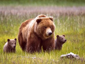 Медведь — описание. Где живут медведи? Все виды