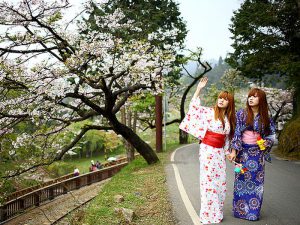Цветущая сакура начало весны фото