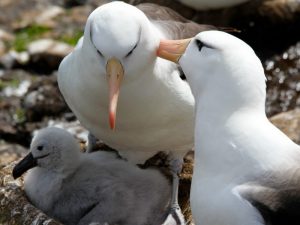 Семья альбатросов фото
