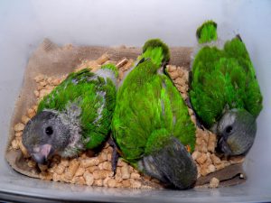 Сенегальские птенчики