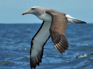 Сероголовый альбатрос фото