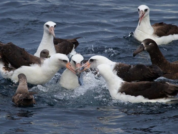 Северные королевские альбатросы