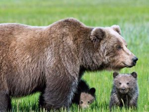 Самка сибирского медведя с детенышами