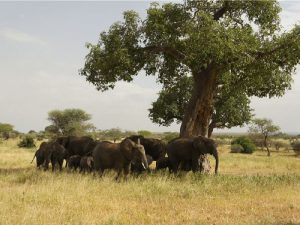 Слоны и баобабы