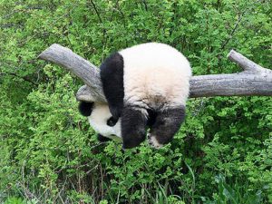 Панда на дереве фото