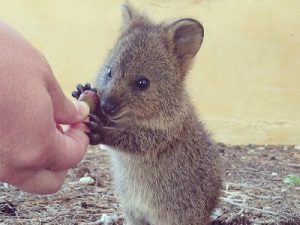 Животные Австралии фото