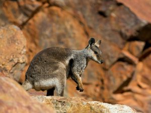 Горный кенгуру Валлару. Описание и образ жизни горного кенгуру