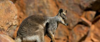 Горный кенгуру Валлару. Описание и образ жизни горного кенгуру