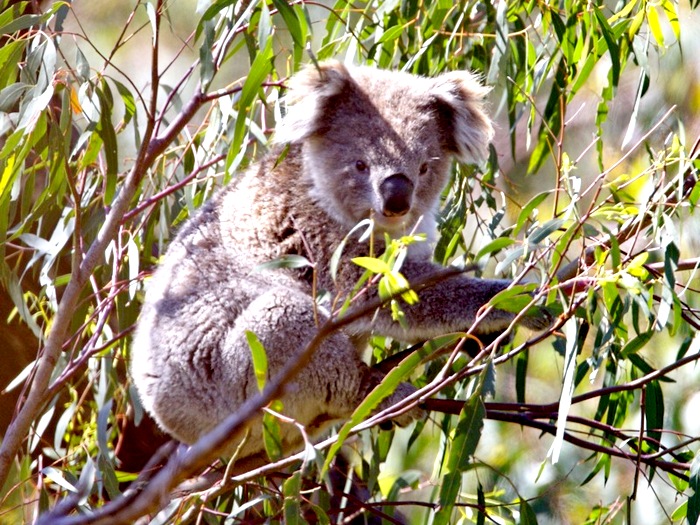 Сумчатый коала