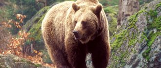 Сибирский медведь. Описание и образ жизни сибирского медведя