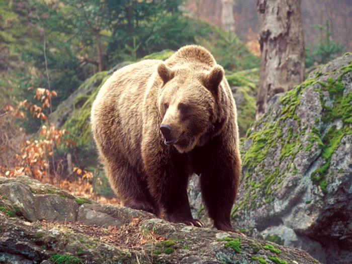 Сибирский медведь. Описание и образ жизни сибирского медведя