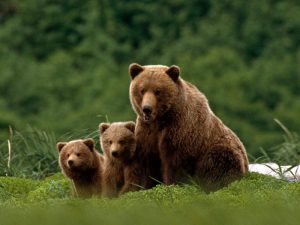 Три медведя фото