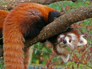 Малая панда на дереве