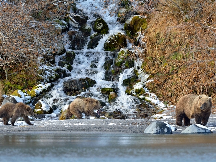 Камчатский-медведь-Описание-и-образ-жизни-камчатского-медведя-2