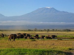 У подножия Килиманджаро