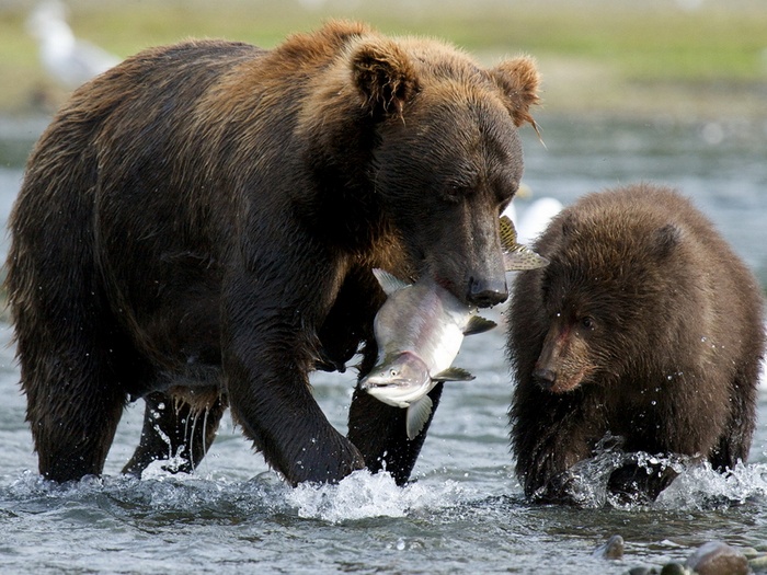 Камчатский-медведь-Описание-и-образ-жизни-камчатского-медведя-4